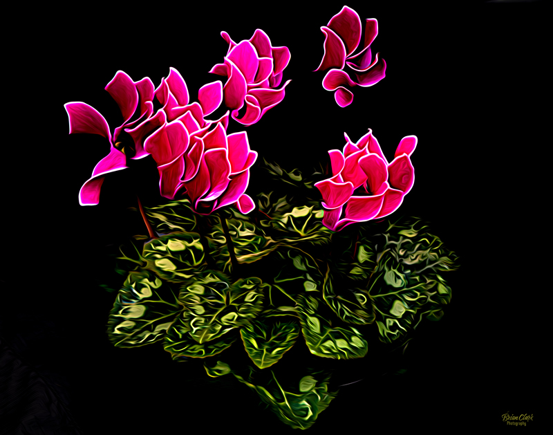 Cyclamen by Brian Clark